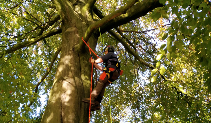 Ash Arboriculture 730x425