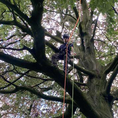 Photo of arboriculture student Benedict Alineri-Willis in a tree