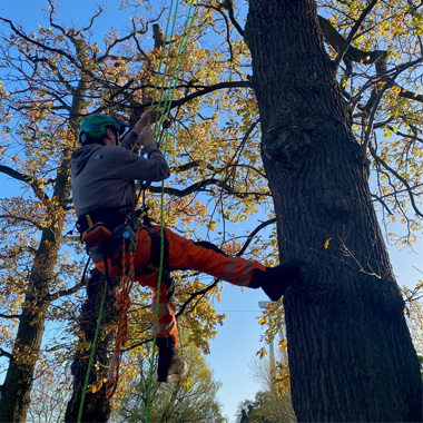 Photo of arboriculture student Dylan Watkins climbing tree using ropes