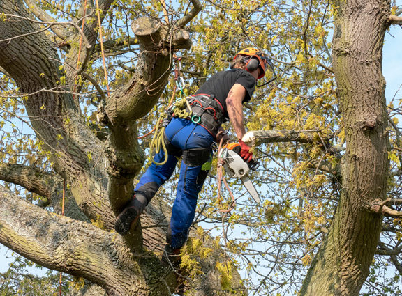 Man in tree using chainsaw