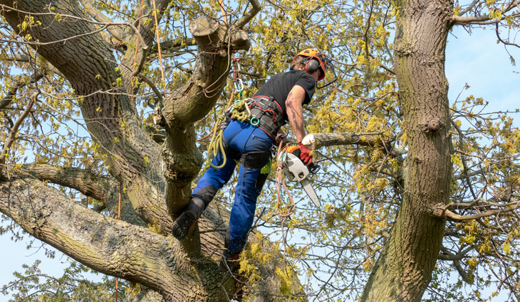 Man in tree using chainsaw