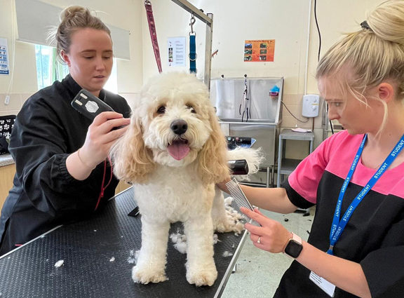 Dog Grooming Level 2 Fast Track 730x425 2