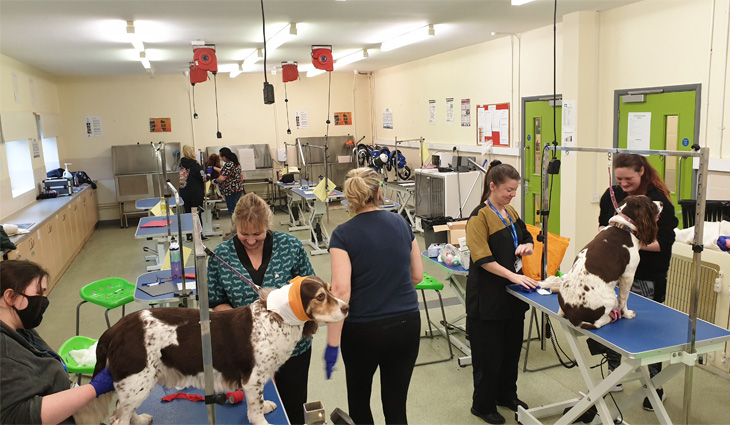 Overview of the dog grooming salon with students working