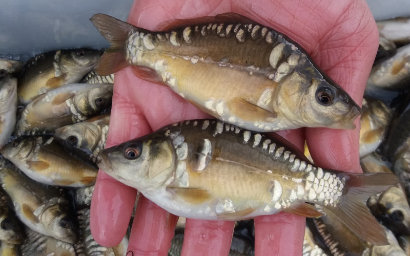 Rodbaston Fisheries, from the fishery's own website