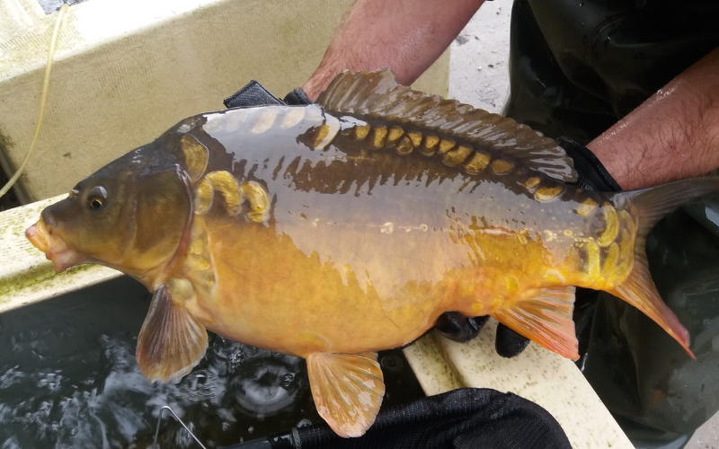 Rodbaston Fisheries, from the fishery's own website