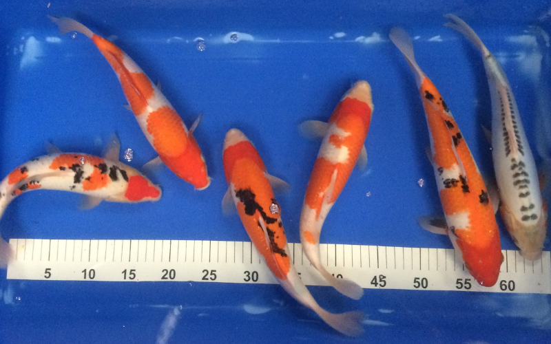 Rodbaston Fisheries, from the fishery's own website