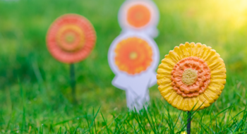 Ceramic Gerberas in field