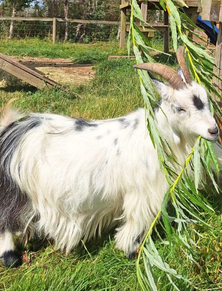 Photo of African Pygmy Goat