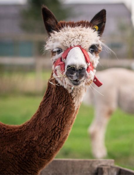 Photo of Alpaca