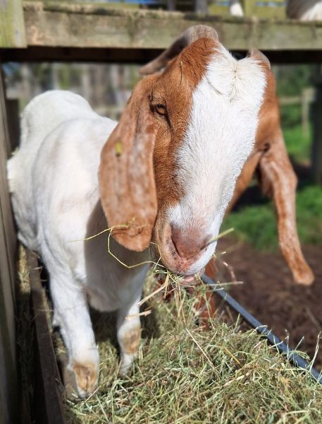 Photo of Anglo-Nubian Goat