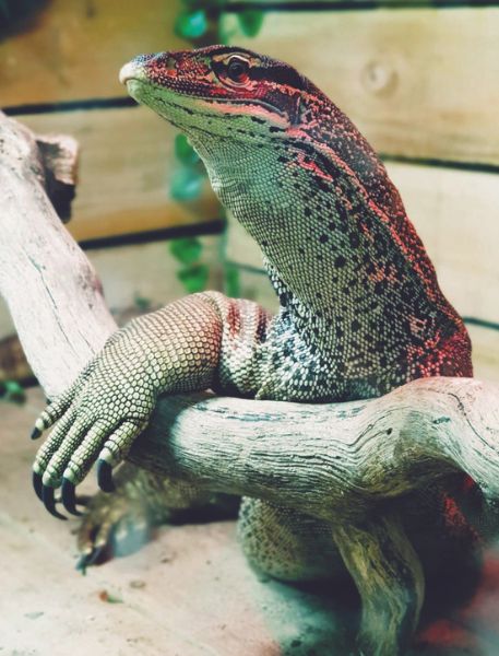 Photo of Argus Monitor