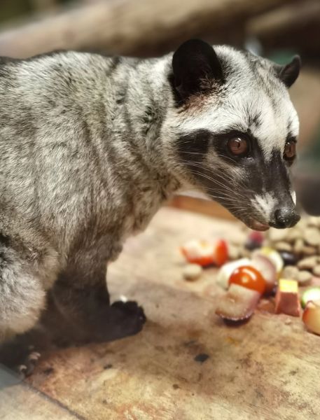 Photo of Asian Palm Civet