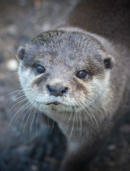 Photo of Asian Short-Clawed Otter