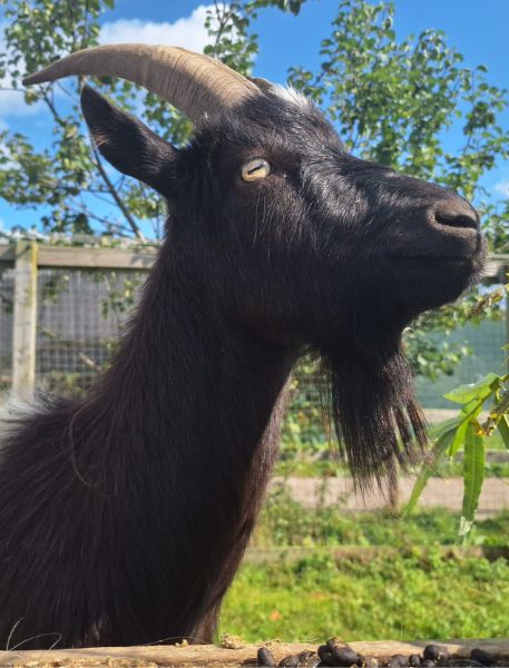 Photo of Bagot Goat