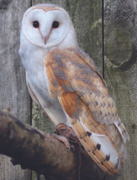 Photo of Barn Owl