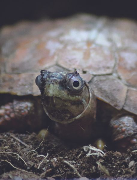 Photo of Black-Breasted Leaf Turtle