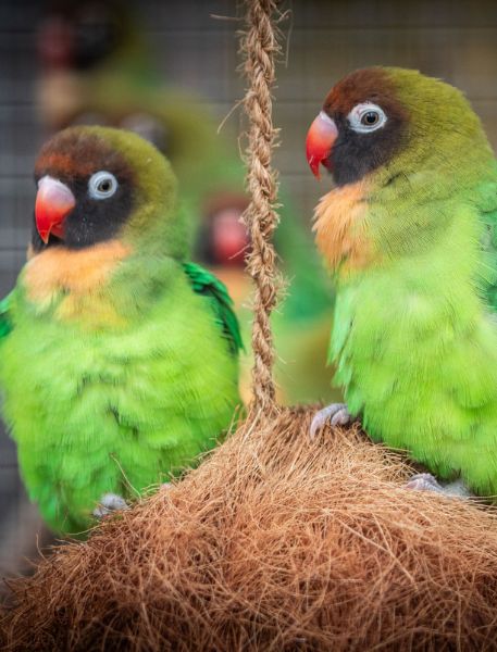 Photo of two Black-Cheeked Lovebirds