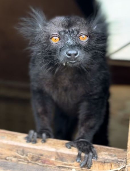 Photo of Black Lemur