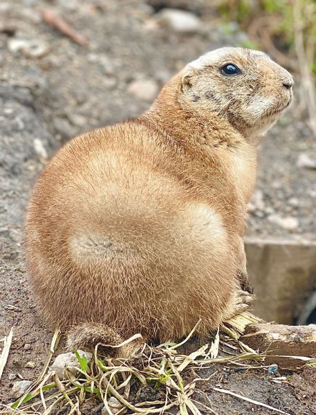 Photo of Black-Tailed Prairie Dog