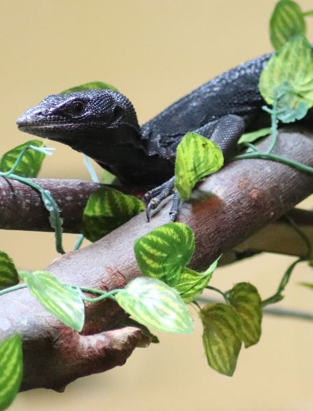 Photo of Black Tree Monitor