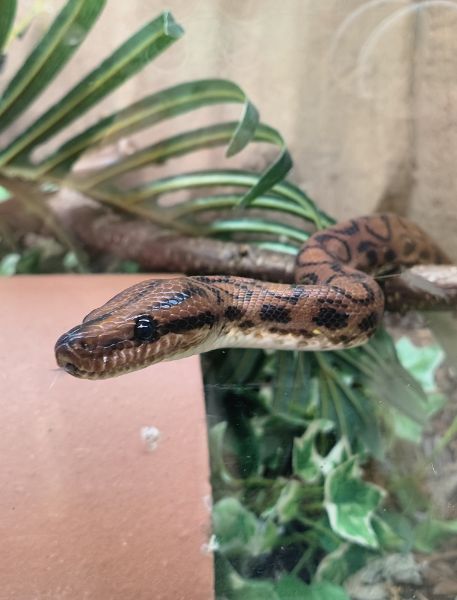 Photo of Brazilian Rainbow Boa