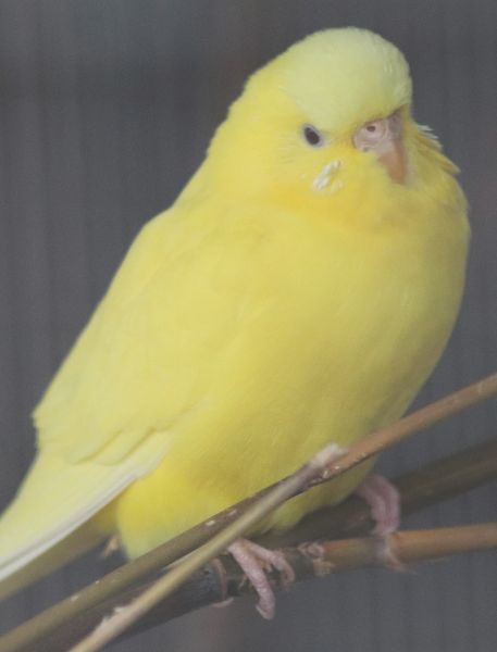 Photo of Budgerigar
