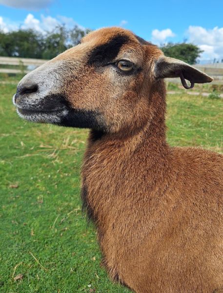 Photo of Cameroon Sheep
