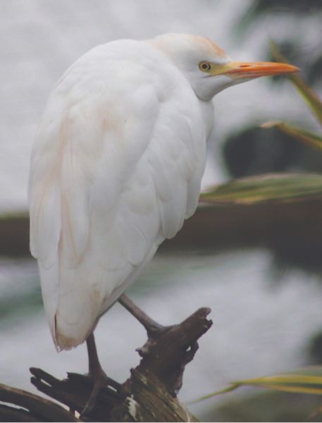 Photo of Cattle Egret