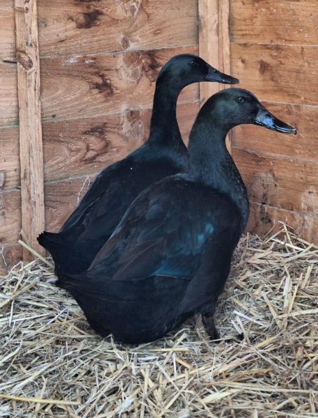 Photo of two Cayuga Duck