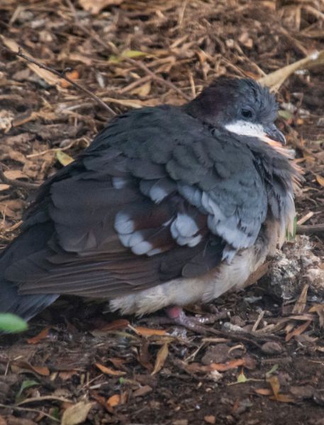 Photo of Chinese Painted Quail