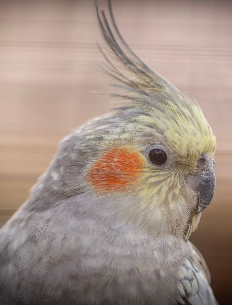 Photo of Cockatiel