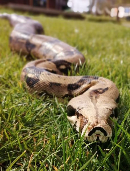 Photo of Common Boa