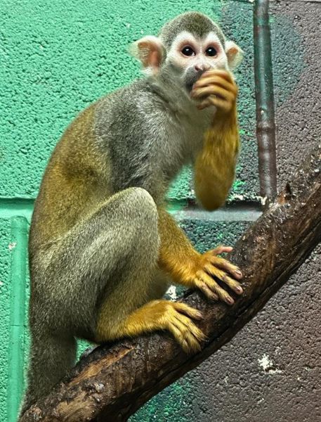 Photo of Guianan Squirrel Monkey