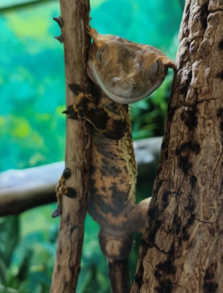 Photo of Crested Gecko