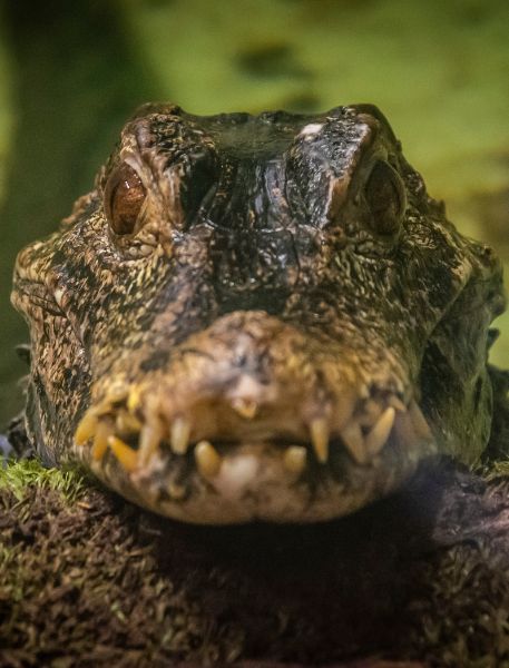 Photo of Cuvier's Dwarf Caiman