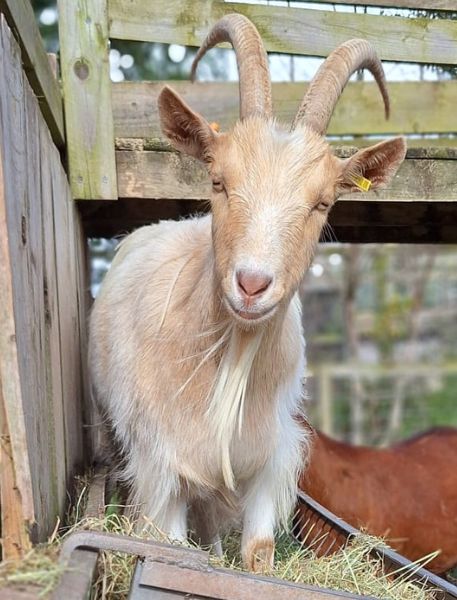 Photo of Domestic Goat