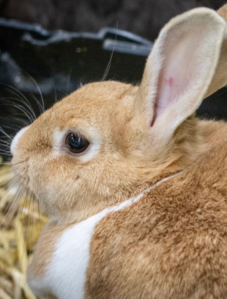 Photo of Domestic Rabbit