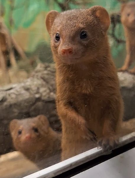 Photo of Dwarf Mongoose