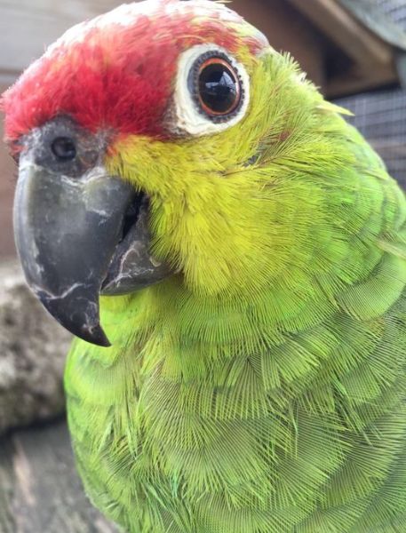 Photo of Ecuadorian Amazon Parrot
