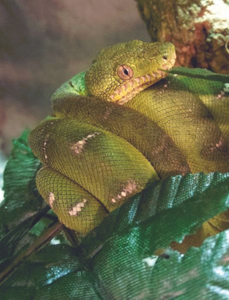 Photo of Emerald Tree Boa