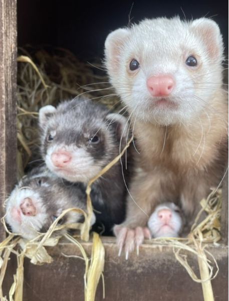 Photo of Ferrets