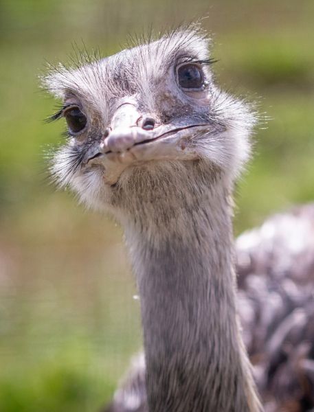 Photo of Greater Rhea