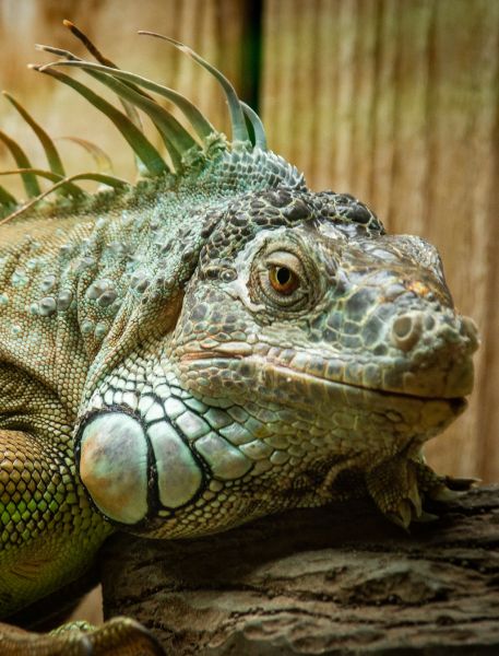 Photo of Green Iguana