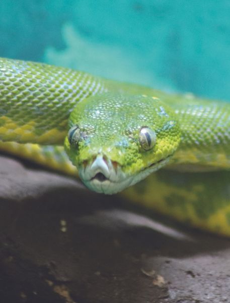 Photo of Green Tree Python