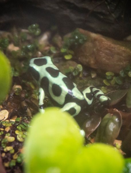 Photo of Green and Black Poison Dart Frog