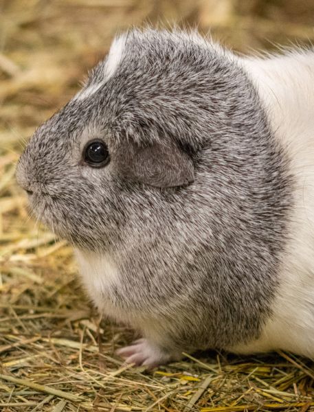 Photo of Guinea Pig