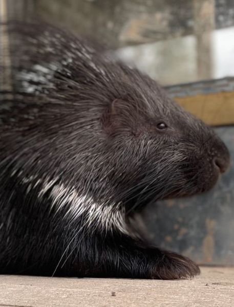 Photo of Indian Crested Porcupine