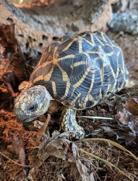 Photo of Indian Star Tortoise