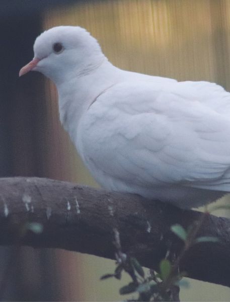 Photo of Java Dove