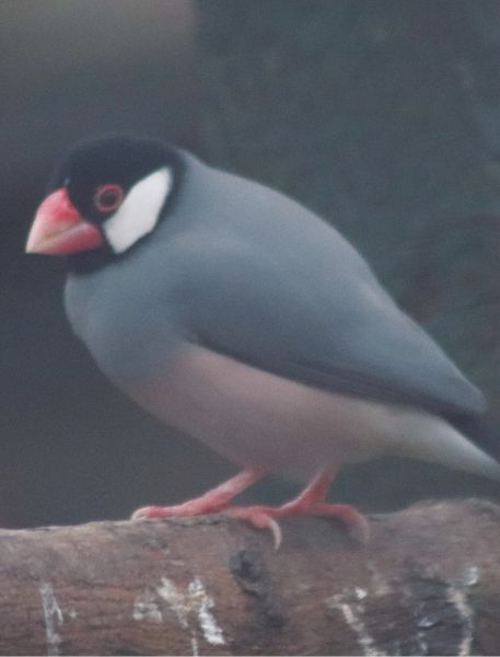 Photo of Java Sparrow